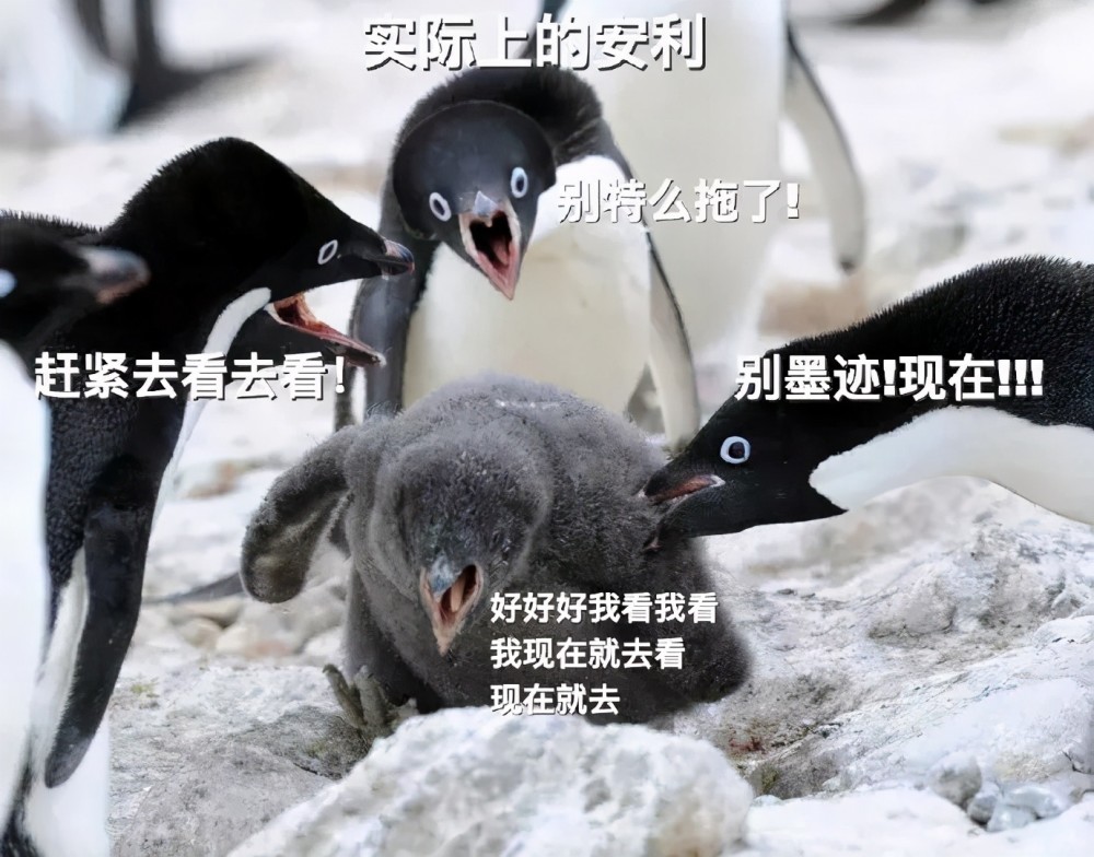 企鹅肉是什么_企鹅肉是什么梗_企鹅肉的功效与作用