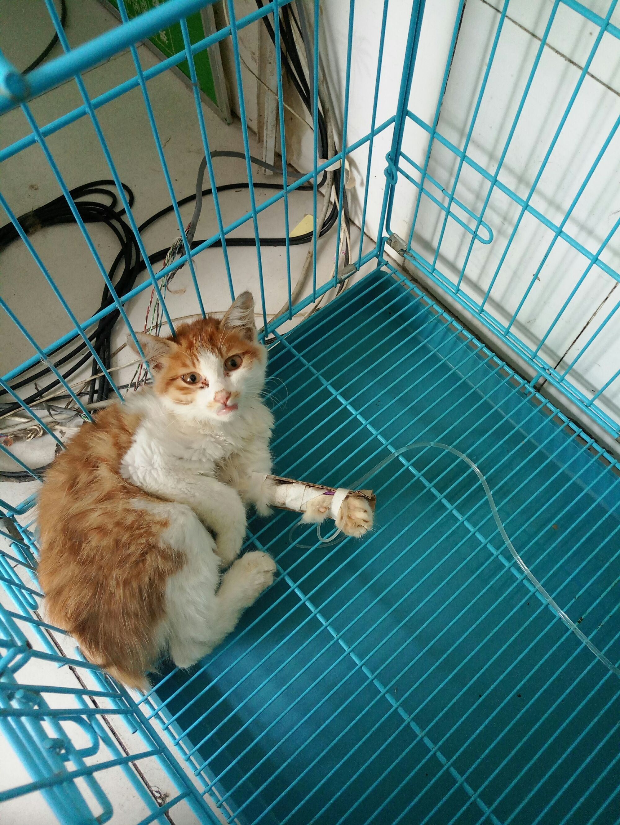 猫咪社区app破解版_猫咪官方社区app_猫咪app官网最新版本