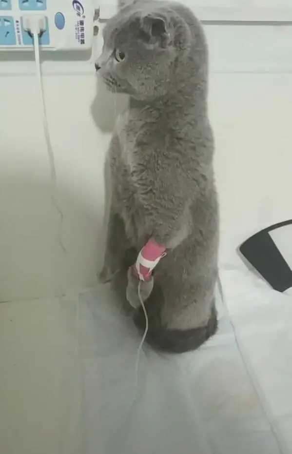 猫咪app官网最新版本_猫咪官方社区app_猫咪社区app破解版
