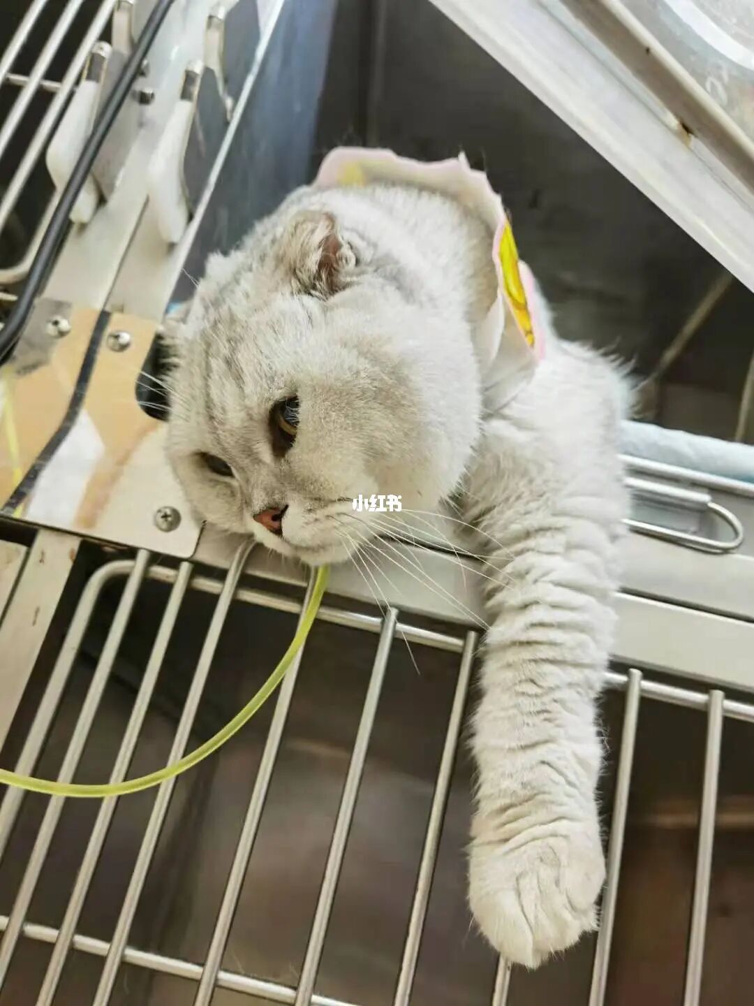 猫咪官方社区app_猫咪社区app破解版_猫咪app官网最新版本