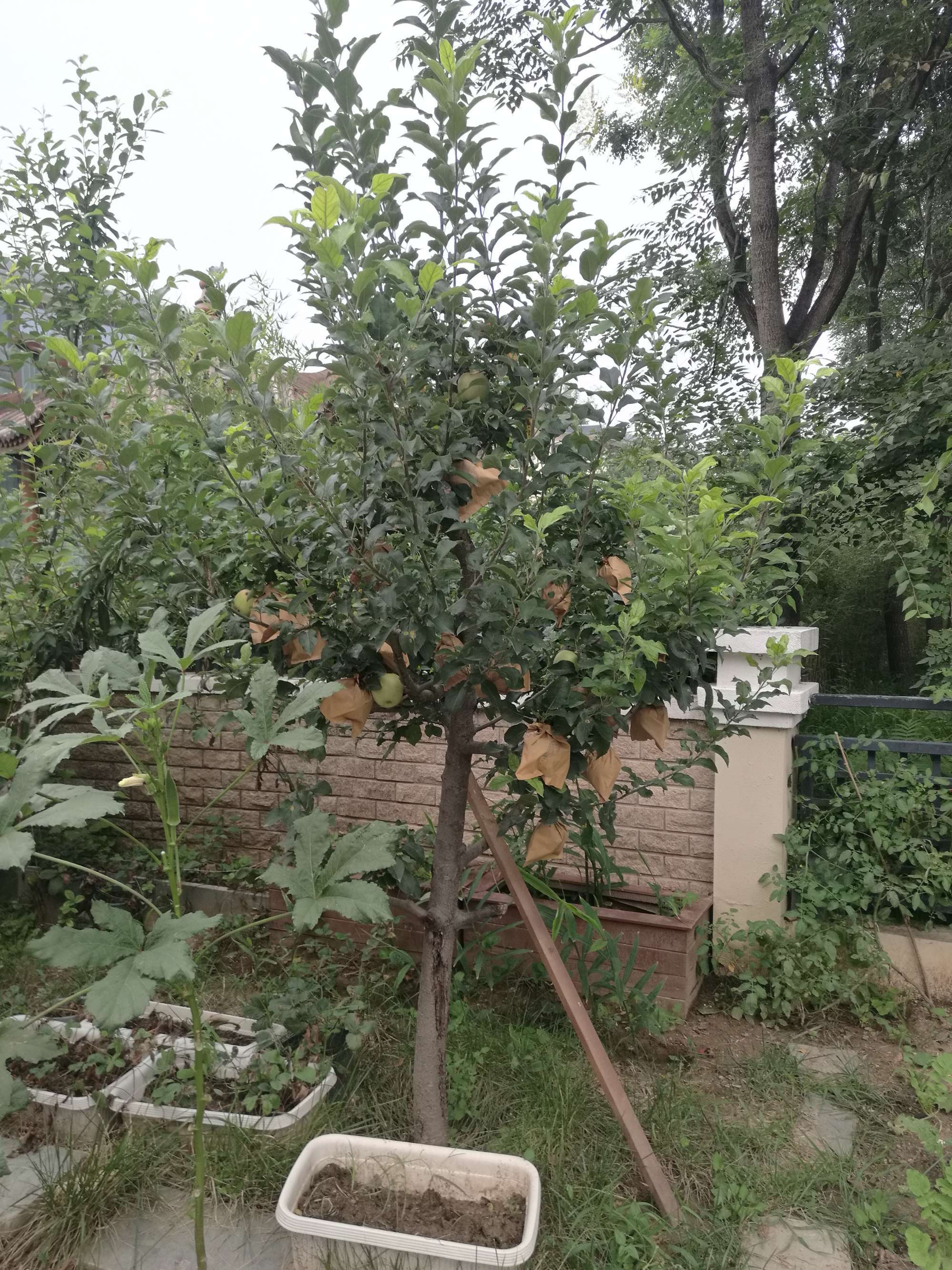 葫芦苹果图片_苹果葫芦能吃吗_苹果葫芦