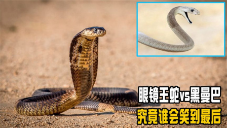 蛇皇_蛇缠腰_蛇图片