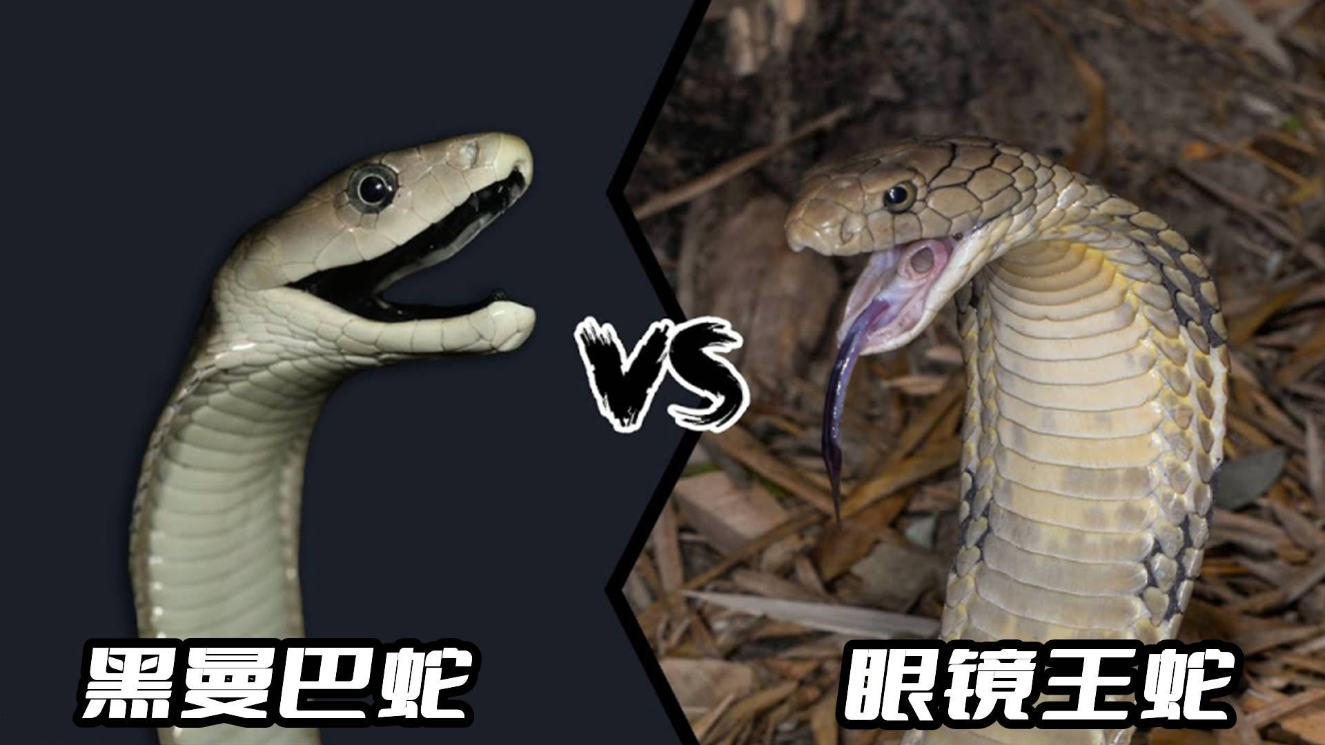 蛇皇_蛇缠腰_蛇图片