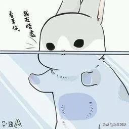 漫画兔兔卡哇一_漫画兔兔表情包_兔兔漫画