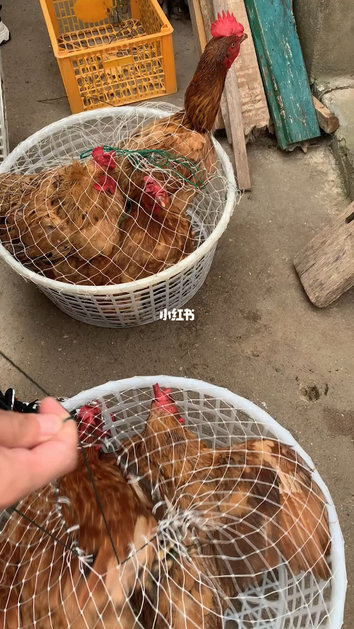 下载老版手机版吃鸡游戏_一款很老的鸡的游戏_老鸡模拟器