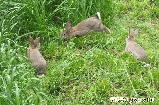 兔子必须死_死兔子英语_死兔子能吃吗