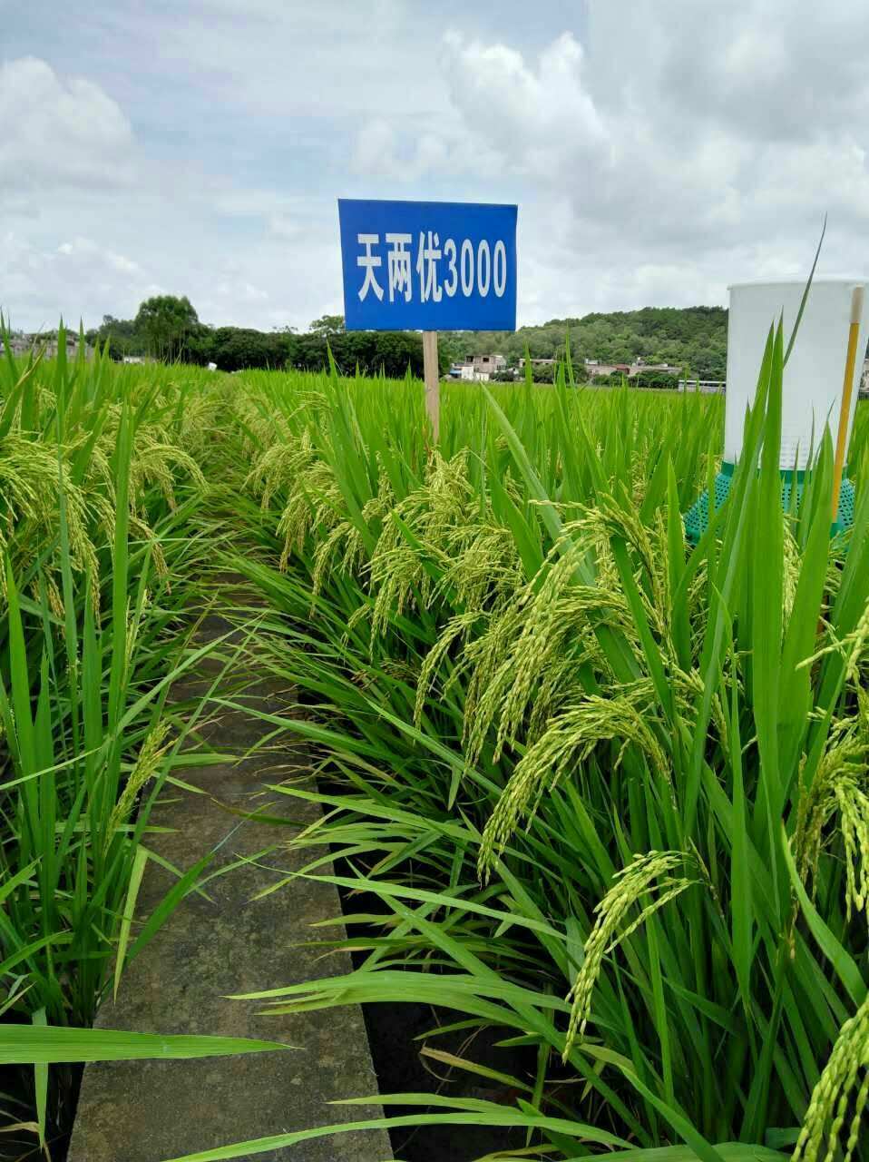 香椎佳穗_穗香是什么意思_穗佳是哪里