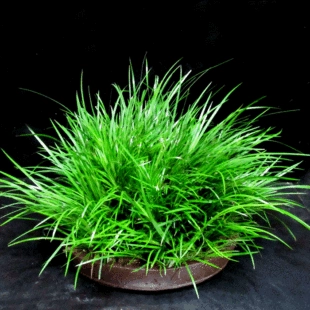 虎龙须草图片_神武龙须豹图鉴_龙须虎