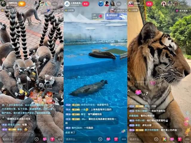 熊猫手机直播游戏教程_熊猫手机版怎么开直播_熊猫直播怎么直播手游