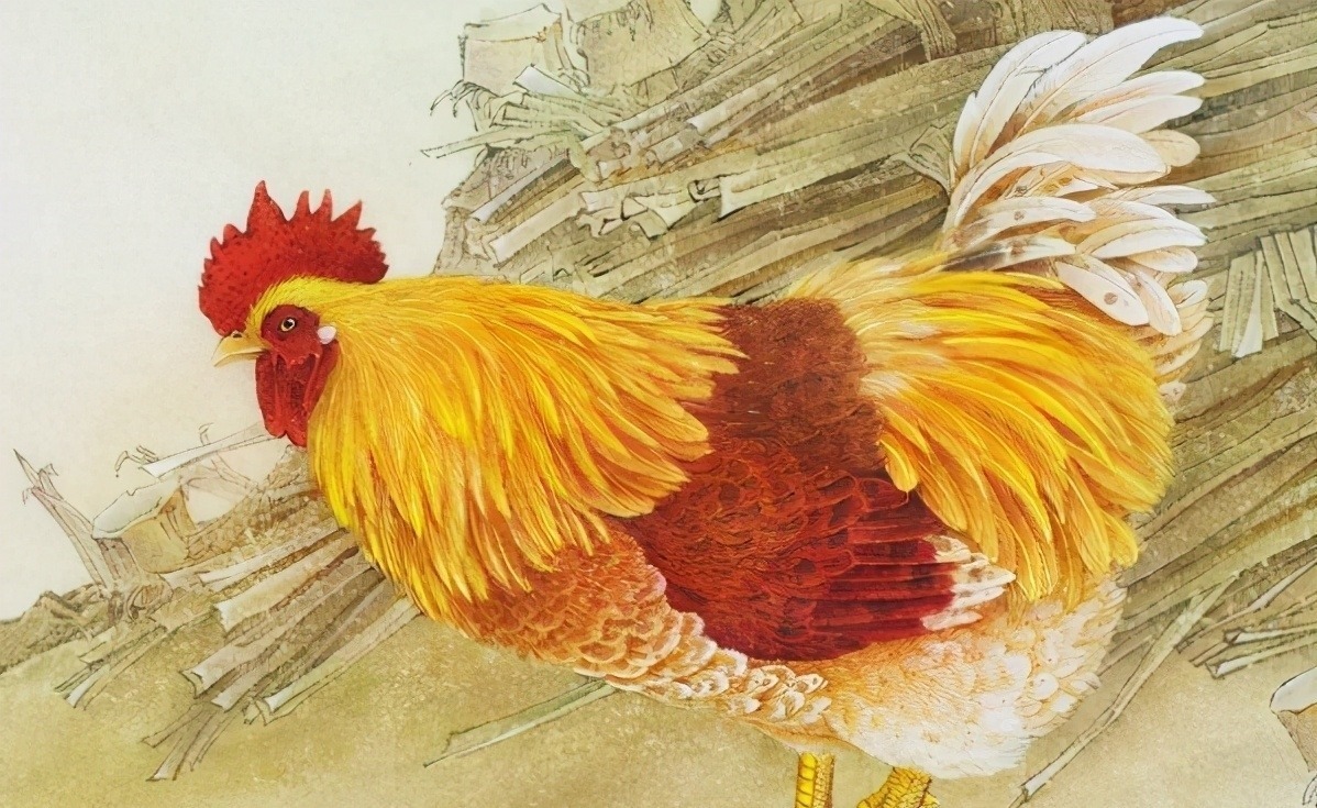 小红帽吃鸡游戏手机壁纸_壁纸鸡_壁纸吃鸡