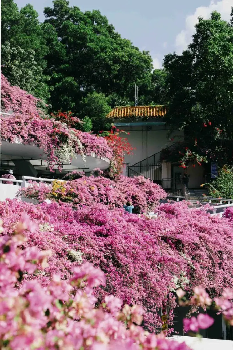 月桂树叶就是香叶吗_月桂树_月桂树图片