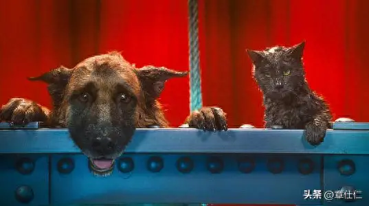 犬王电影全集_犬王电影完整版播放_犬王电影在线观看完整版免费