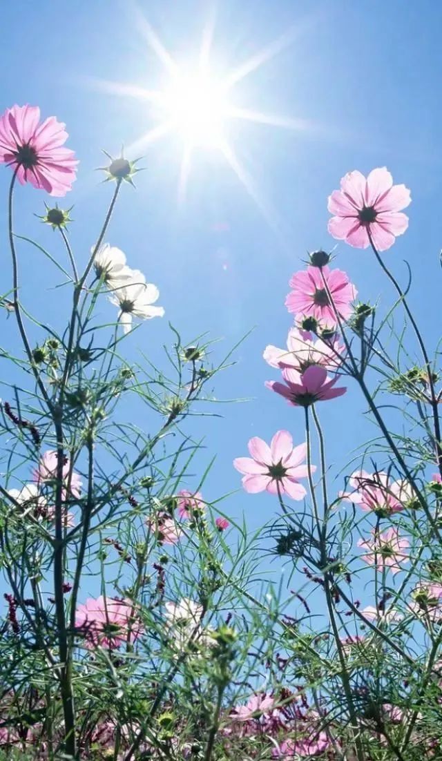 平嶋夏海_地产夏海平_夏海钧简介